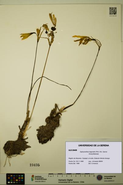 Zephyranthes bagnoldii [Espécimen: ULS:ULS:0023435]