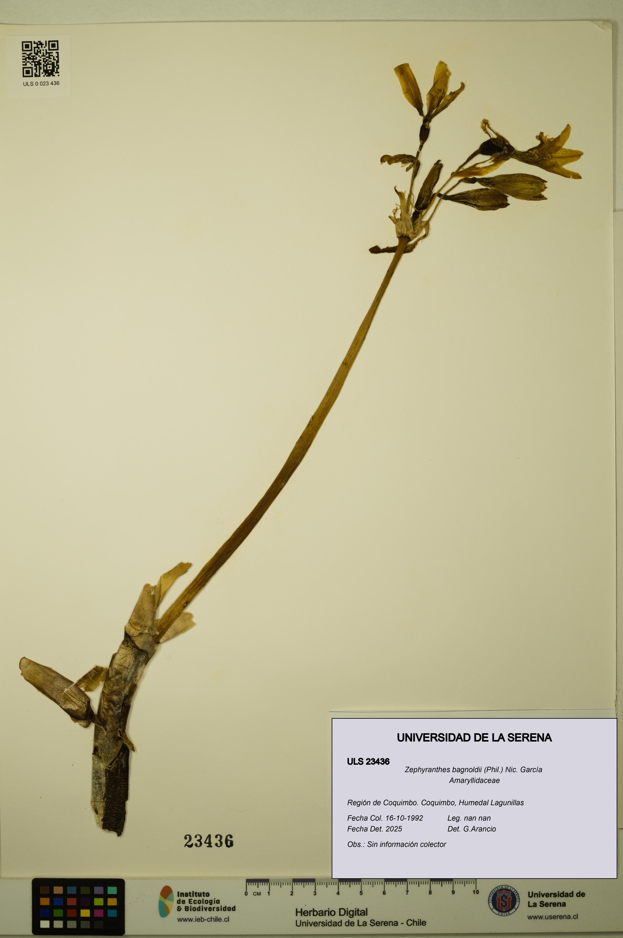 Zephyranthes bagnoldii [Espécimen: ULS:ULS:0023436]