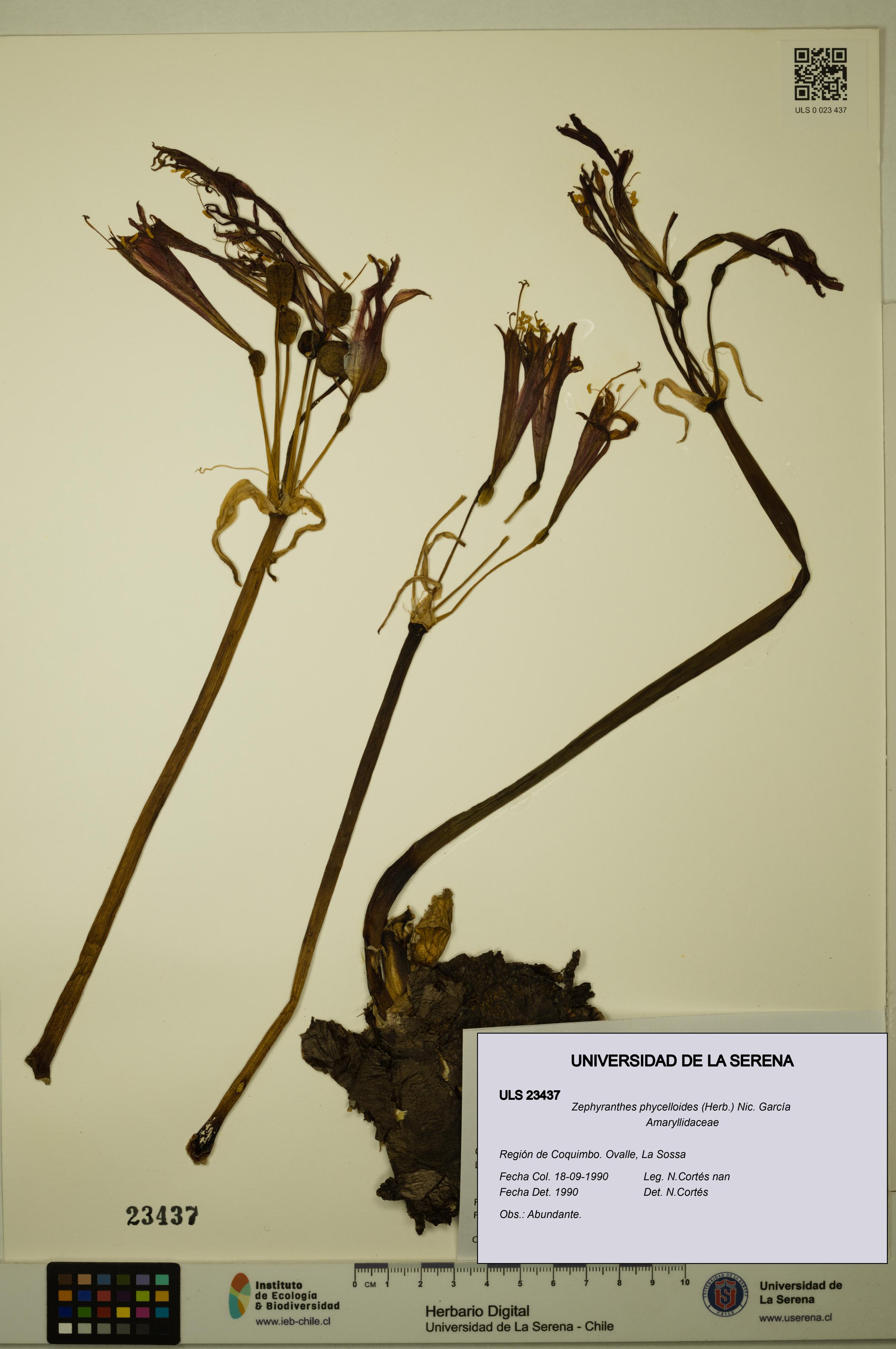 Zephyranthes phycelloides [Espécimen: ULS:ULS:0023437]