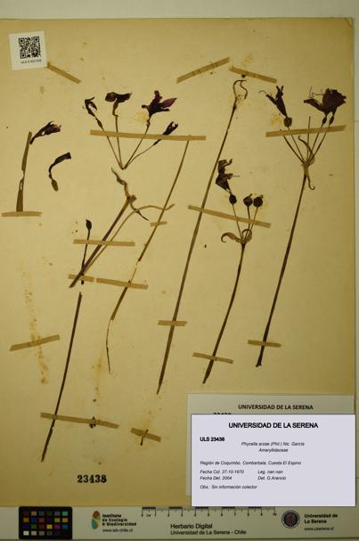 Phycella arzae [Espécimen: ULS:ULS:0023438]