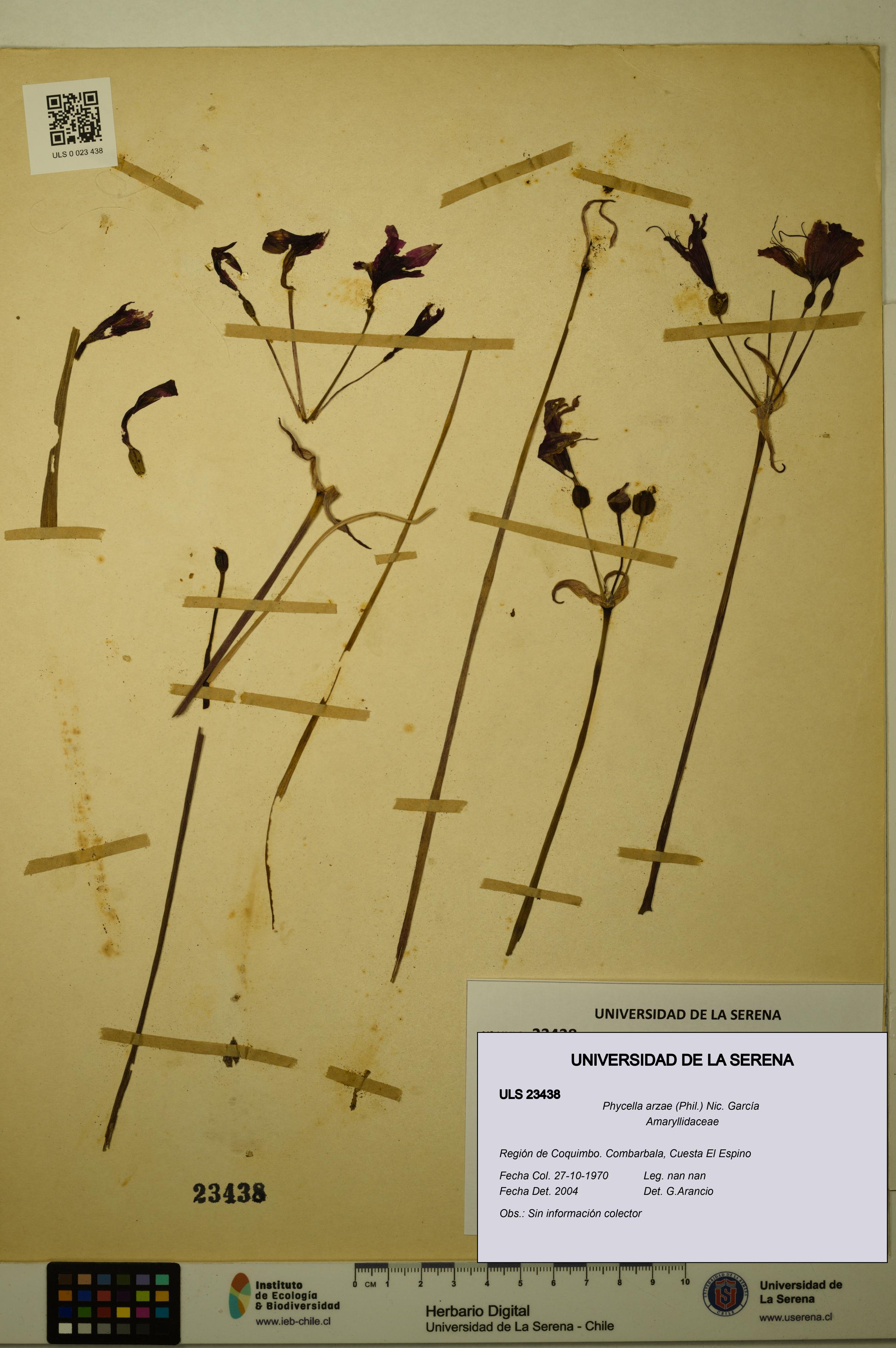 Phycella arzae [Espécimen: ULS:ULS:0023438]