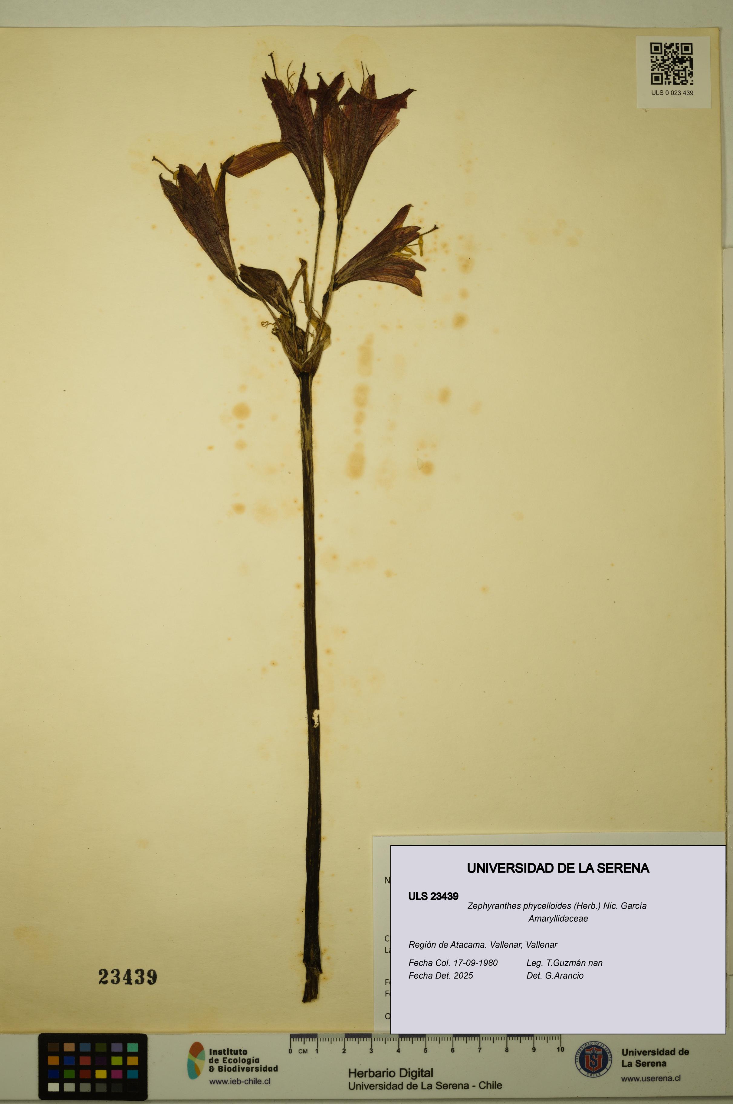 Zephyranthes phycelloides [Espécimen: ULS:ULS:0023439]