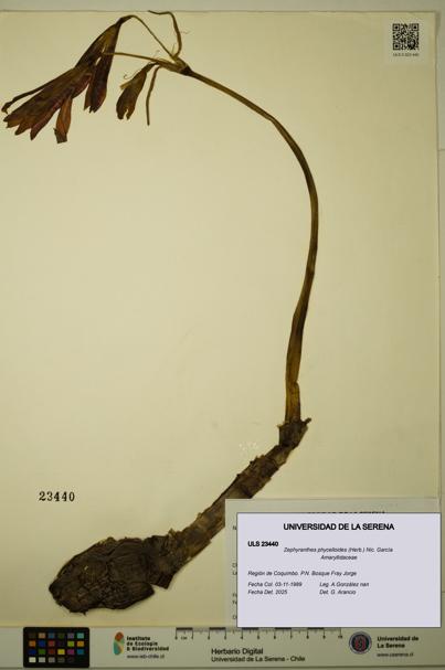 Zephyranthes phycelloides [Espécimen: ULS:ULS:0023440]