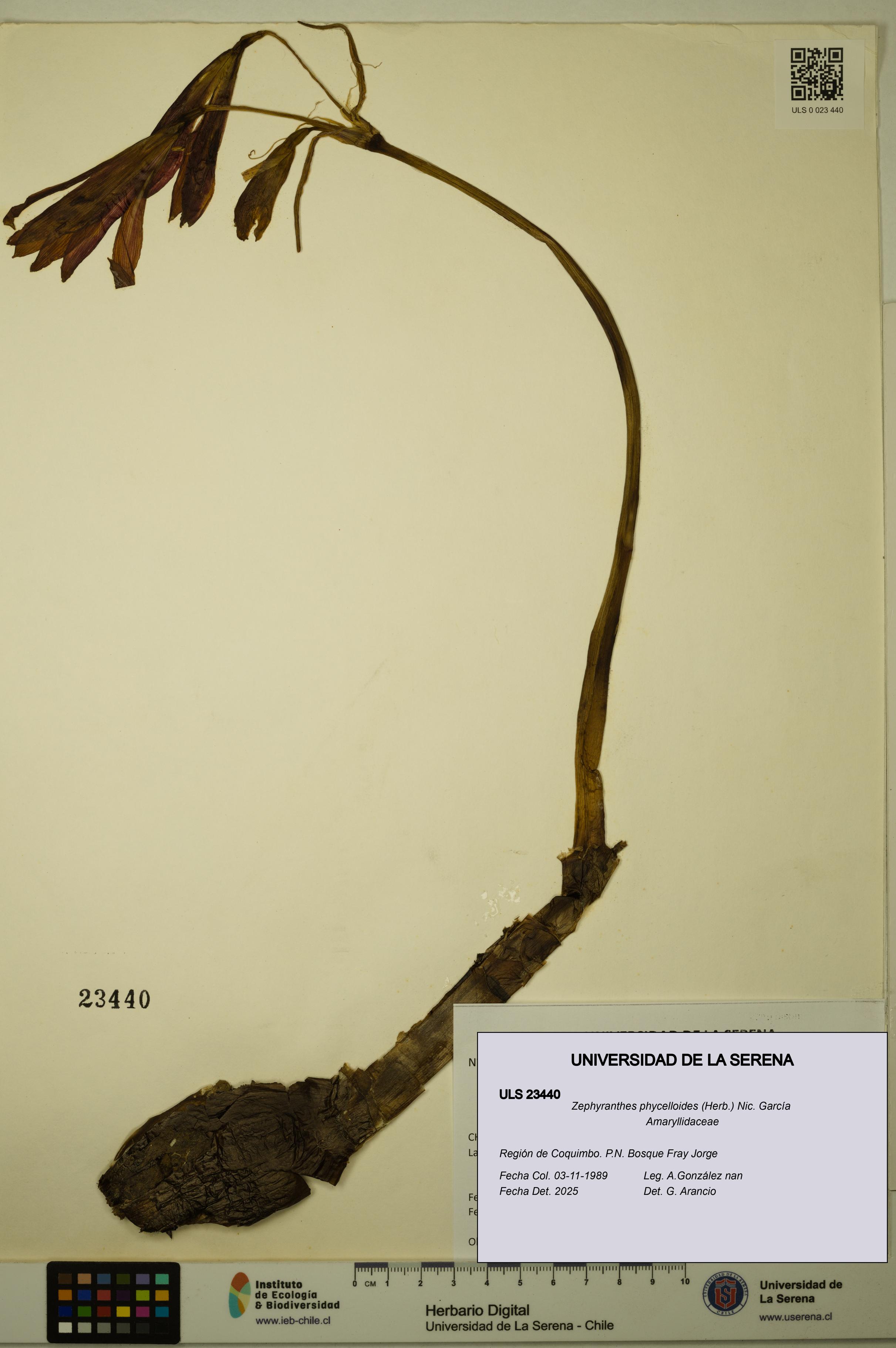 Zephyranthes phycelloides [Espécimen: ULS:ULS:0023440]