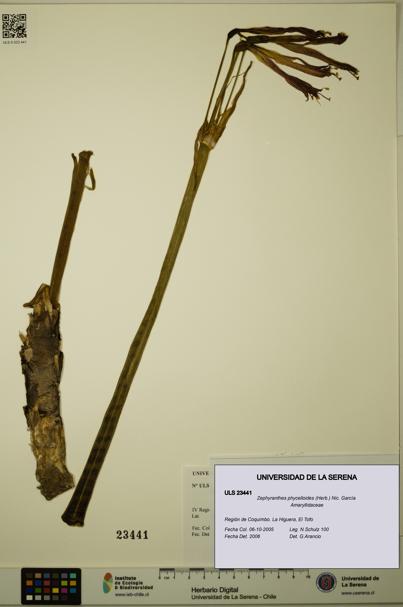 Zephyranthes phycelloides [Espécimen: ULS:ULS:0023441]