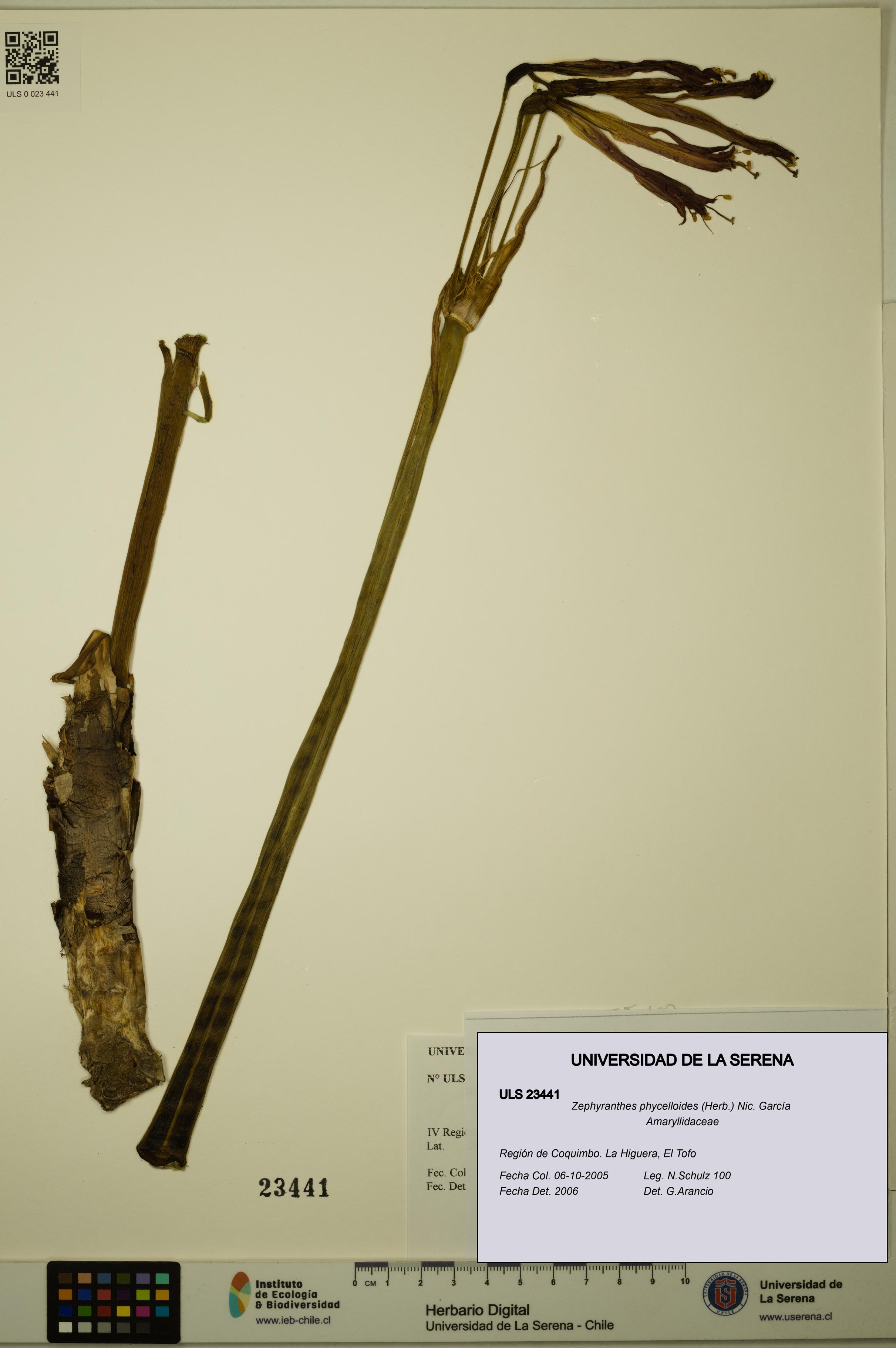 Zephyranthes phycelloides [Espécimen: ULS:ULS:0023441]