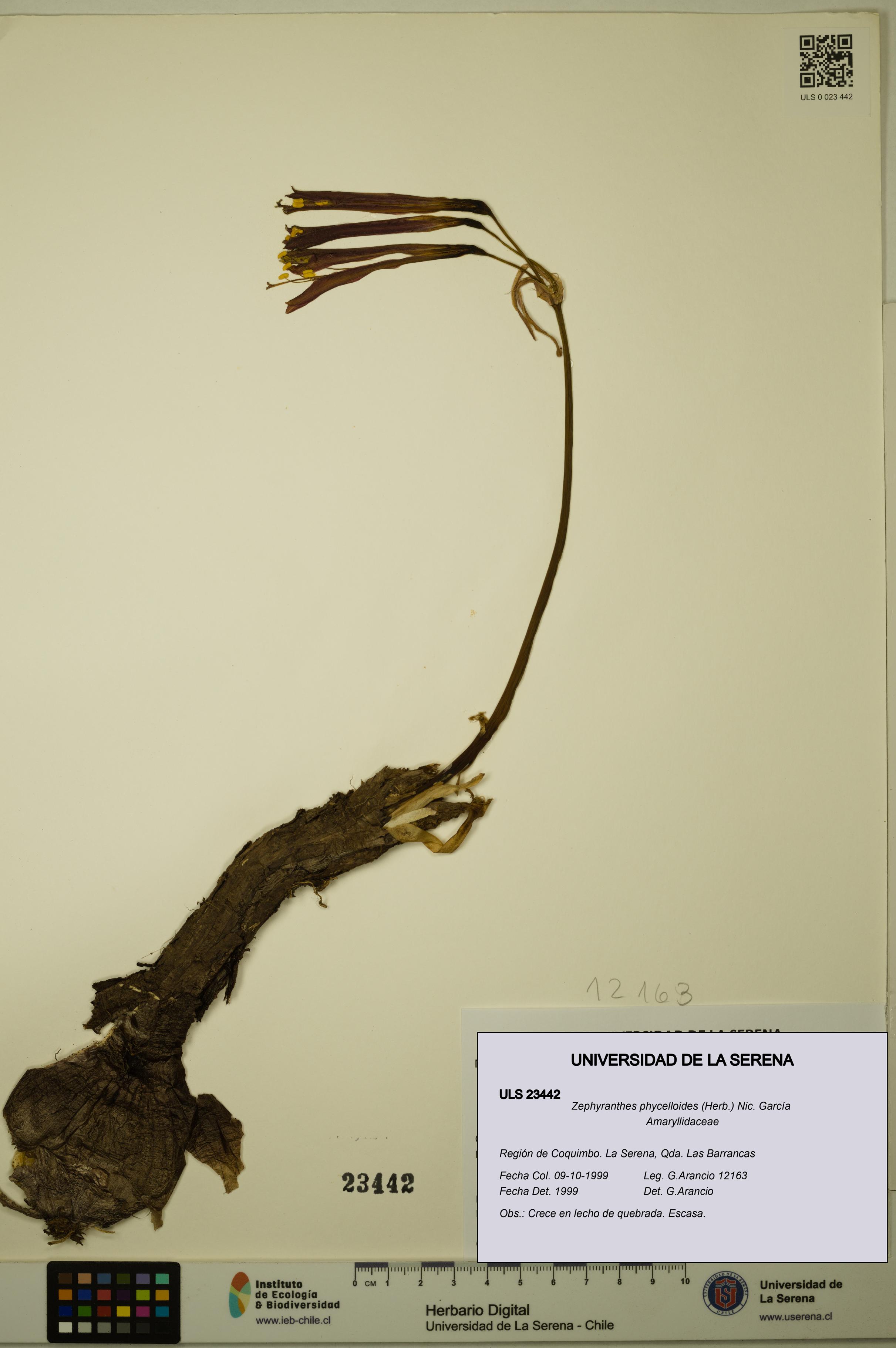 Zephyranthes phycelloides [Espécimen: ULS:ULS:0023442]