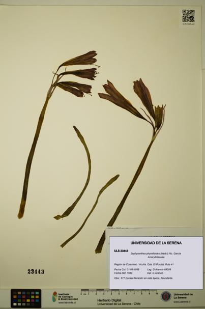 Zephyranthes phycelloides [Espécimen: ULS:ULS:0023443]