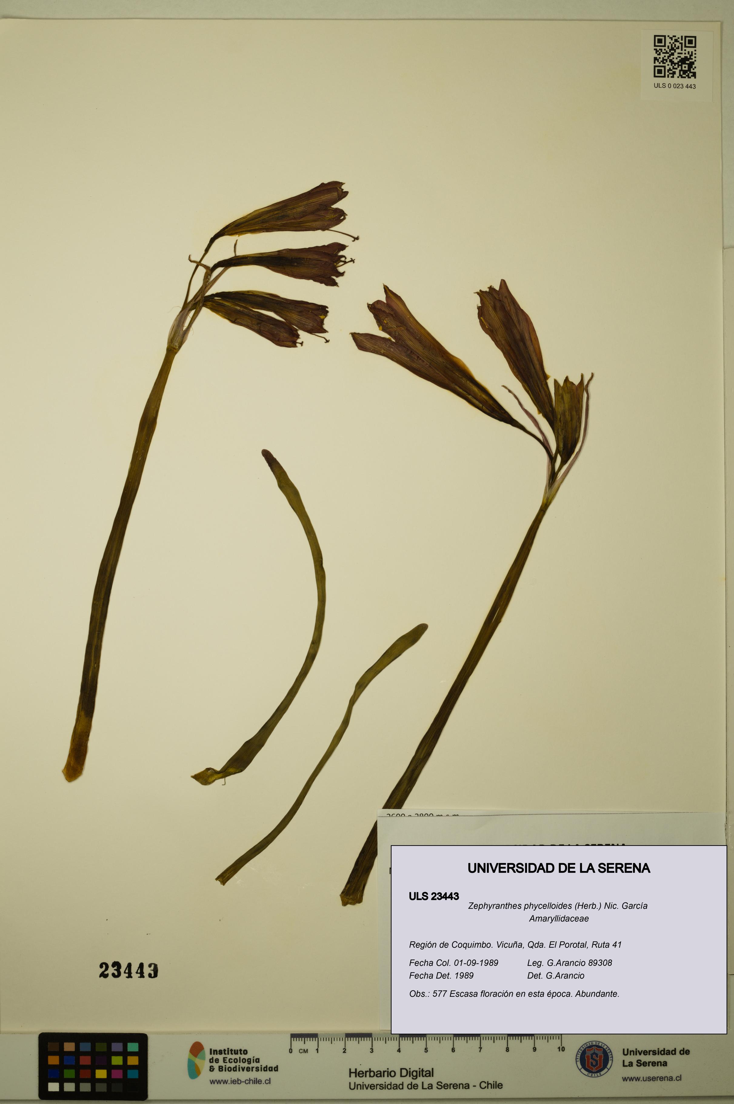 Zephyranthes phycelloides [Espécimen: ULS:ULS:0023443]