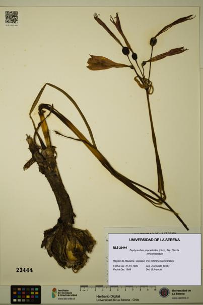 Zephyranthes phycelloides [Espécimen: ULS:ULS:0023444]