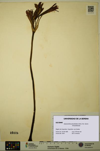 Zephyranthes phycelloides [Espécimen: ULS:ULS:0023445]