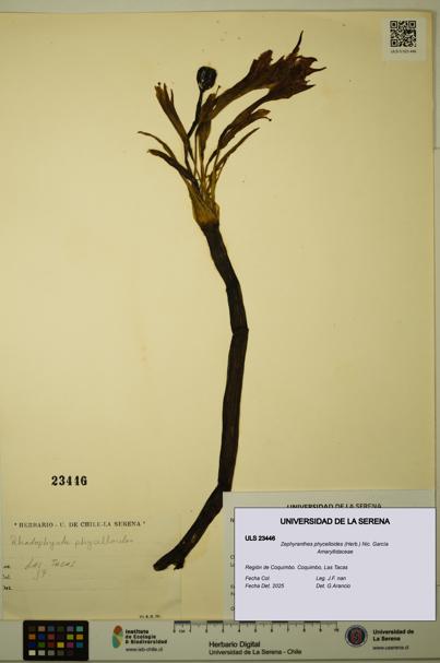 Zephyranthes phycelloides [Espécimen: ULS:ULS:0023446]