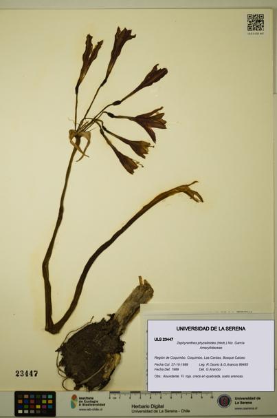 Zephyranthes phycelloides [Espécimen: ULS:ULS:0023447]