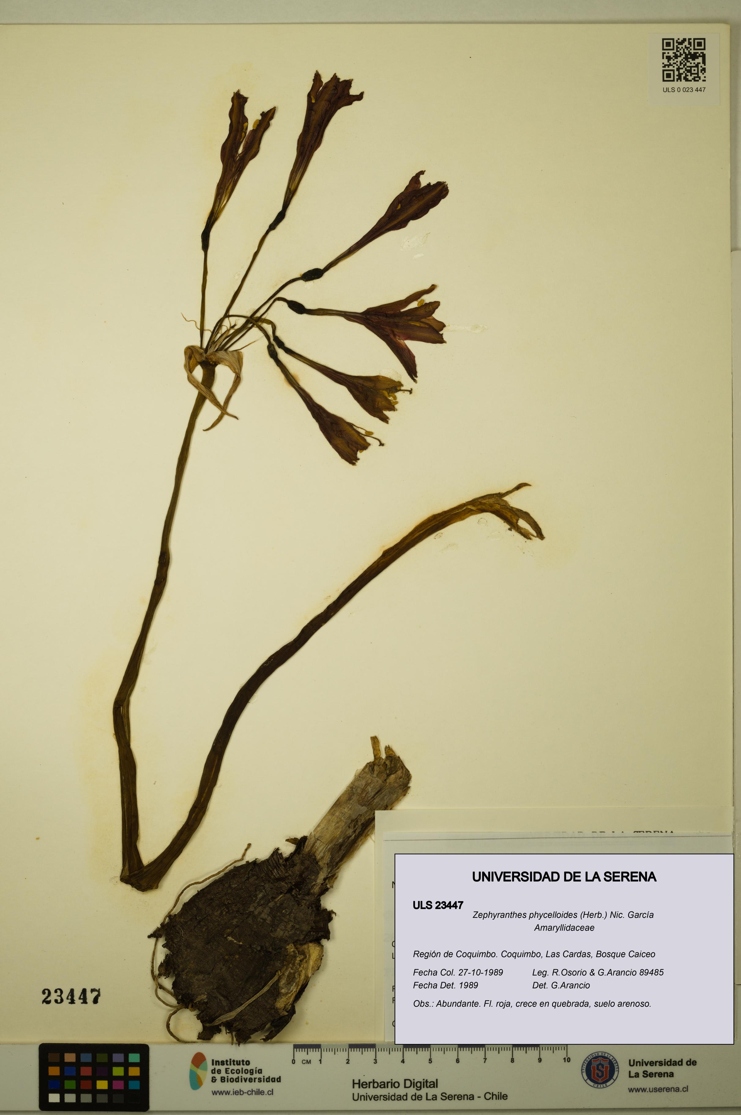 Zephyranthes phycelloides [Espécimen: ULS:ULS:0023447]