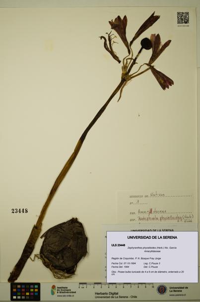 Zephyranthes phycelloides [Espécimen: ULS:ULS:0023448]
