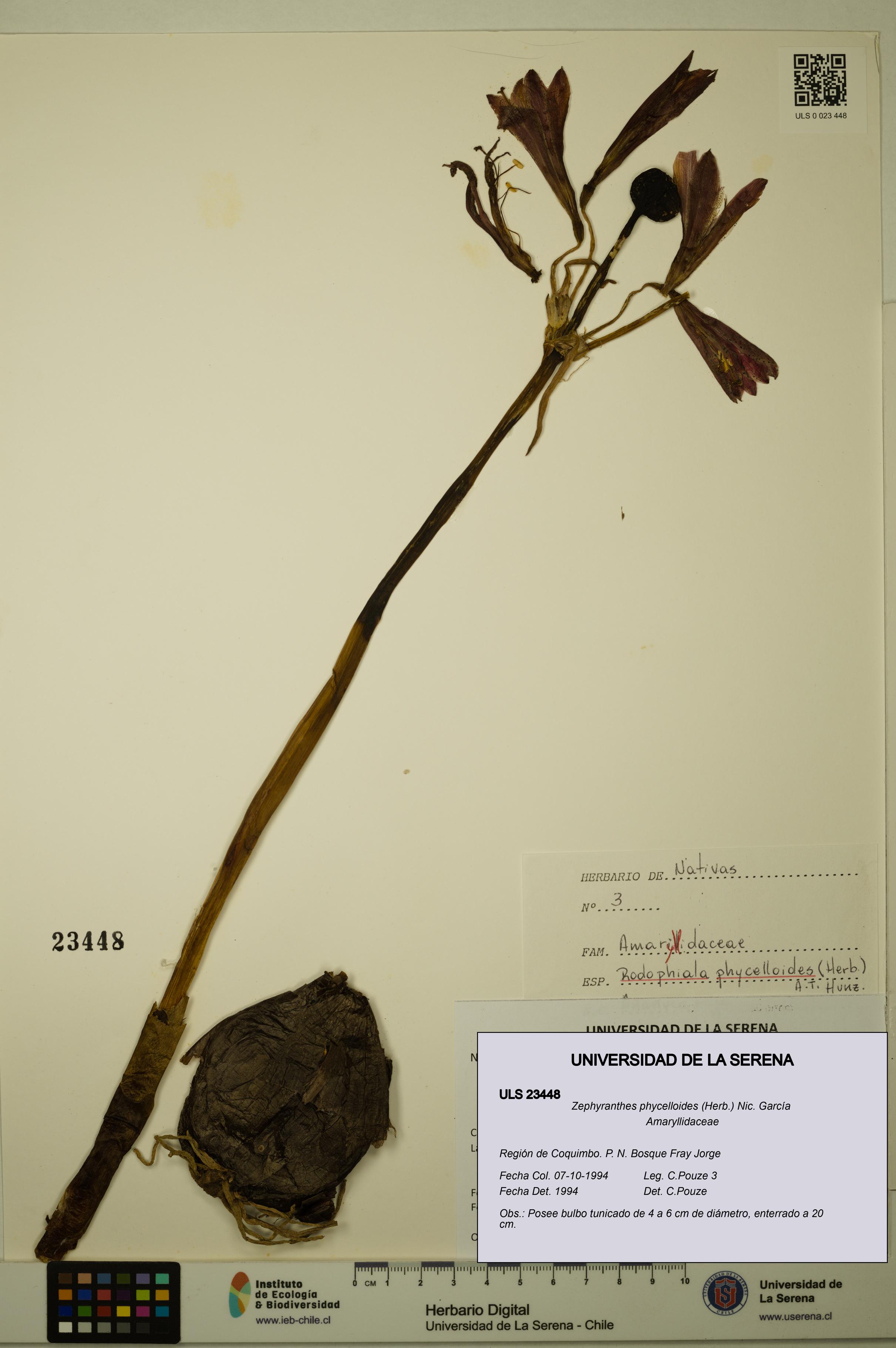 Zephyranthes phycelloides [Espécimen: ULS:ULS:0023448]