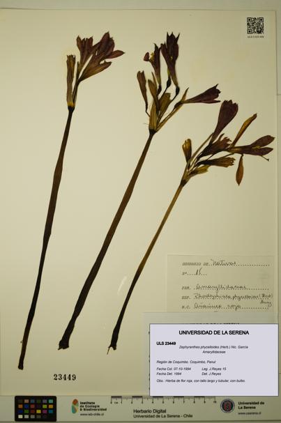 Zephyranthes phycelloides [Espécimen: ULS:ULS:0023449]