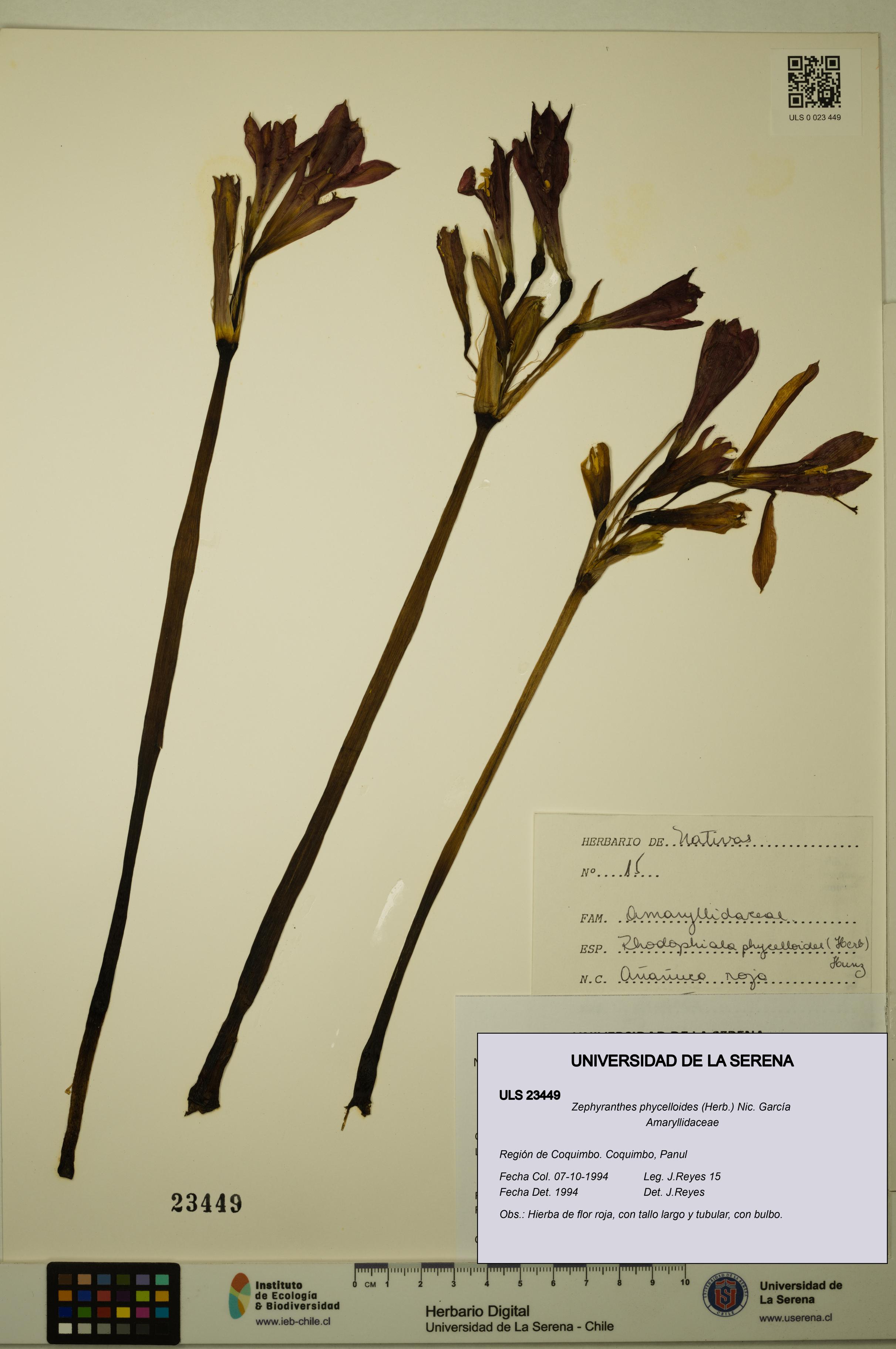 Zephyranthes phycelloides [Espécimen: ULS:ULS:0023449]