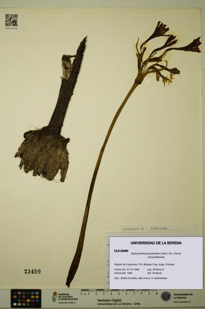 Zephyranthes phycelloides [Espécimen: ULS:ULS:0023450]