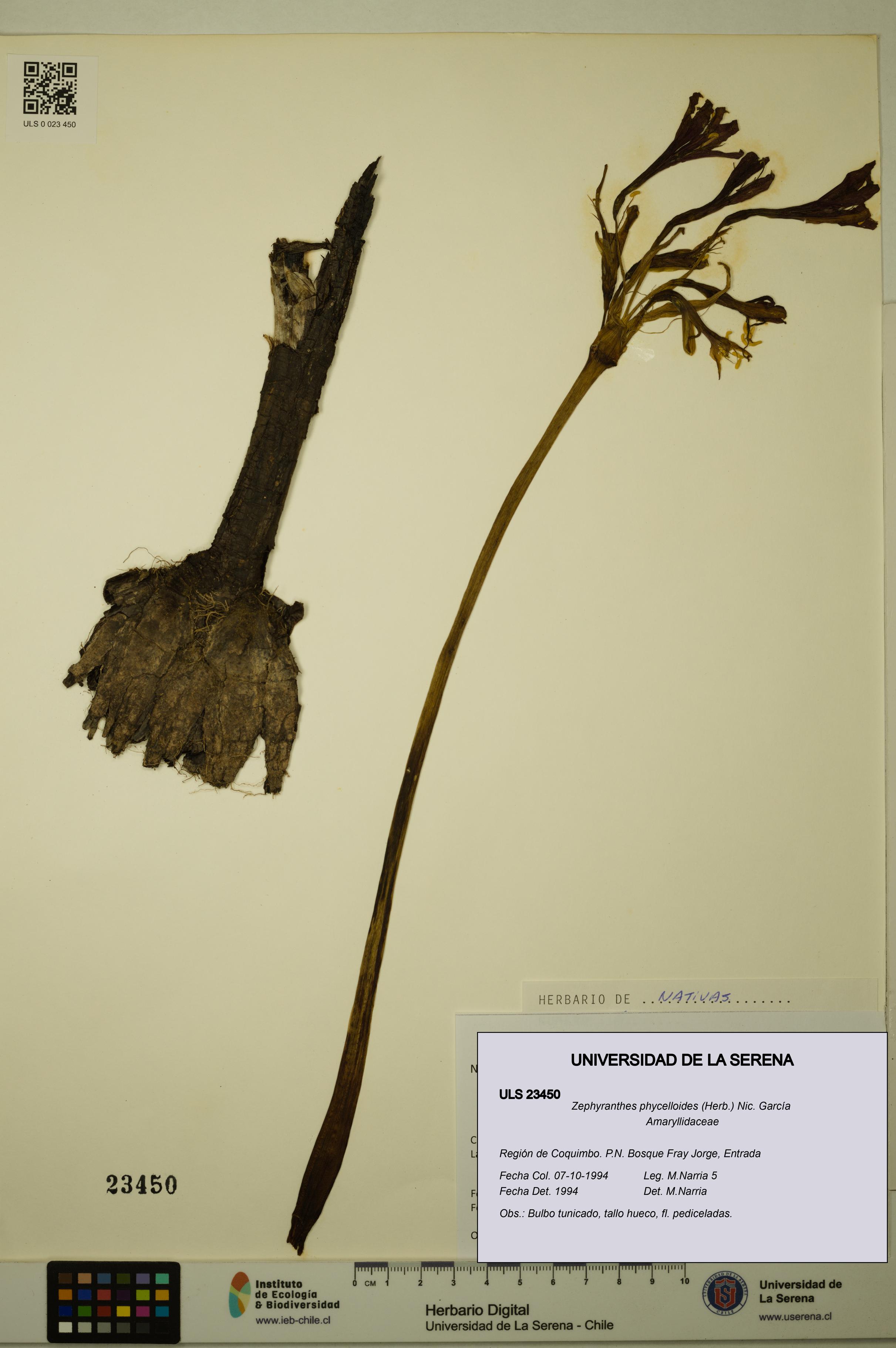 Zephyranthes phycelloides [Espécimen: ULS:ULS:0023450]