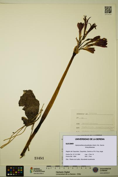 Zephyranthes phycelloides [Espécimen: ULS:ULS:0023451]