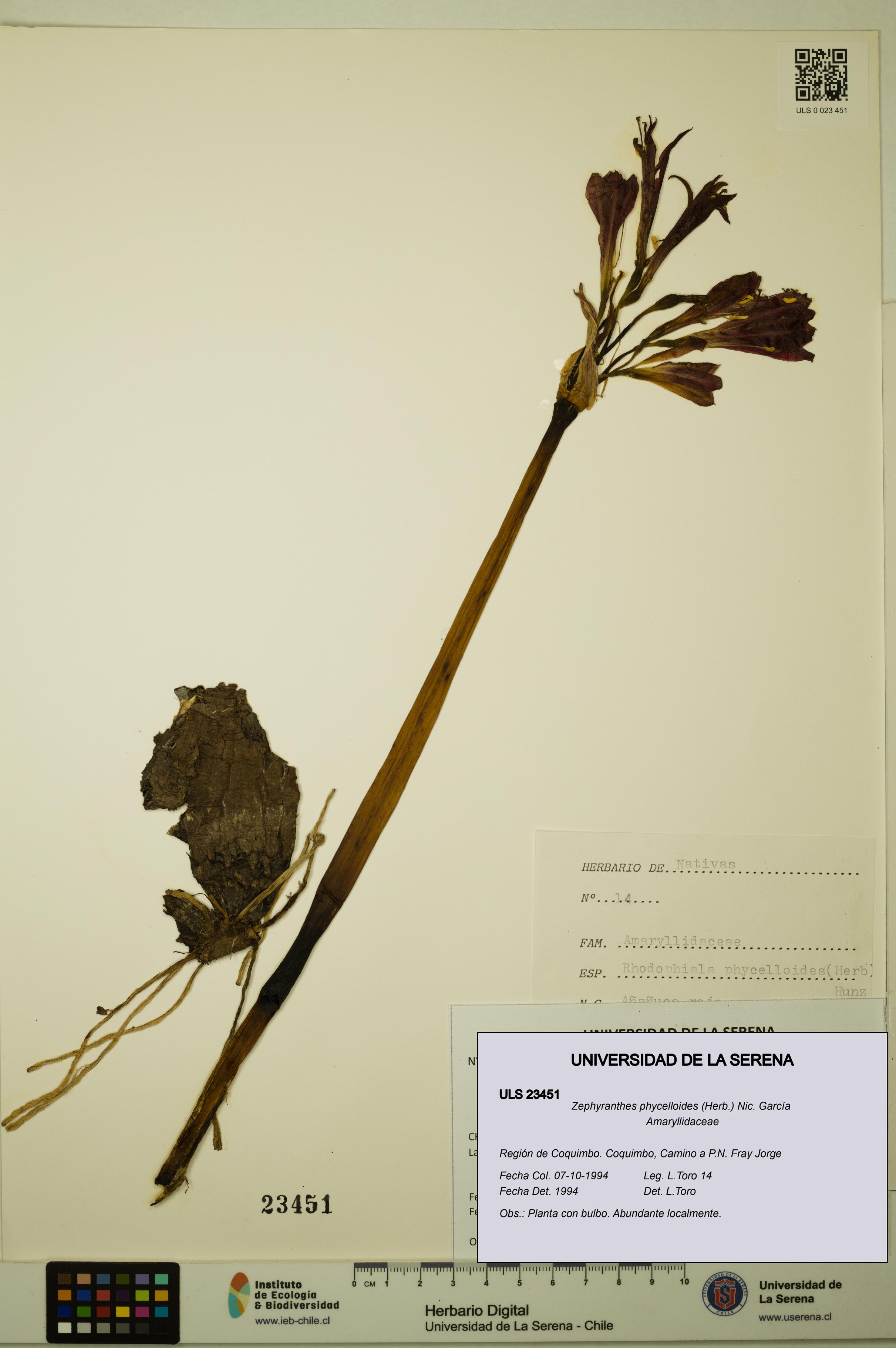 Zephyranthes phycelloides [Espécimen: ULS:ULS:0023451]