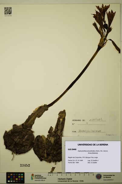 Zephyranthes phycelloides [Espécimen: ULS:ULS:0023452]