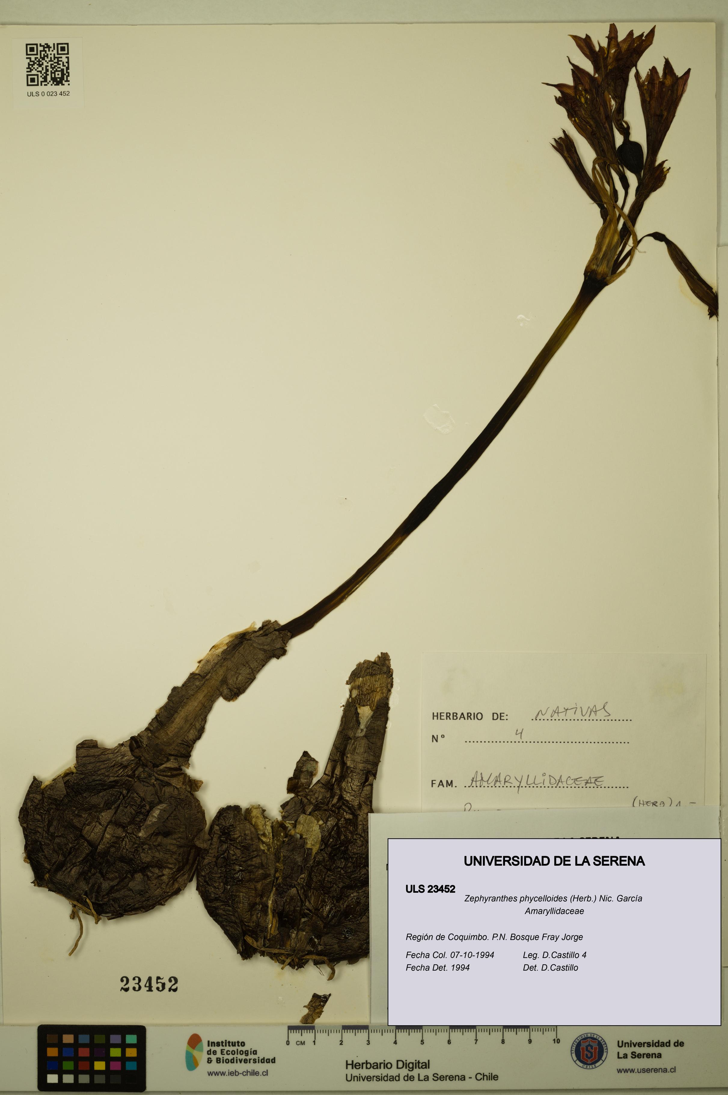 Zephyranthes phycelloides [Espécimen: ULS:ULS:0023452]