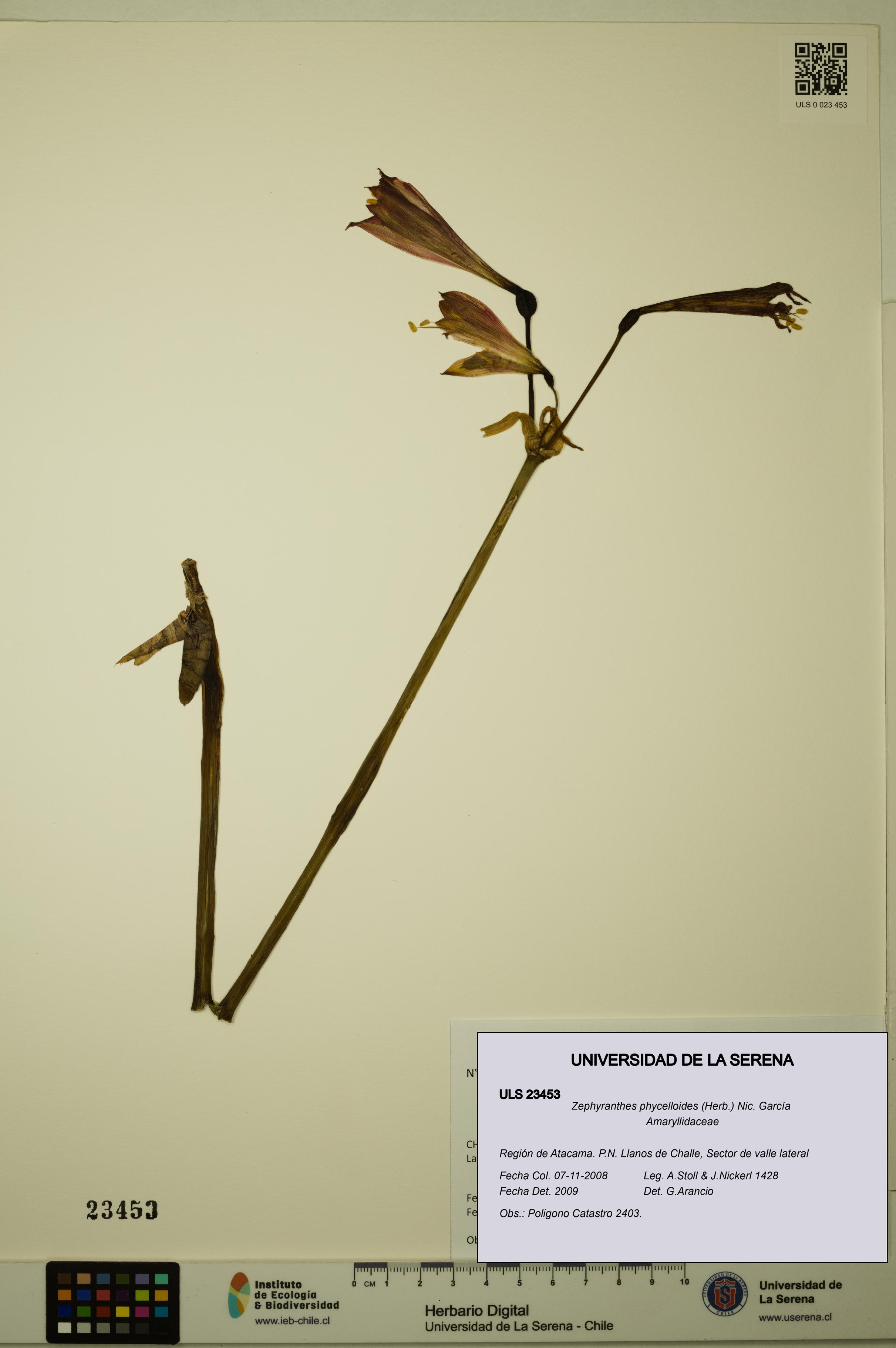 Zephyranthes phycelloides [Espécimen: ULS:ULS:0023453]