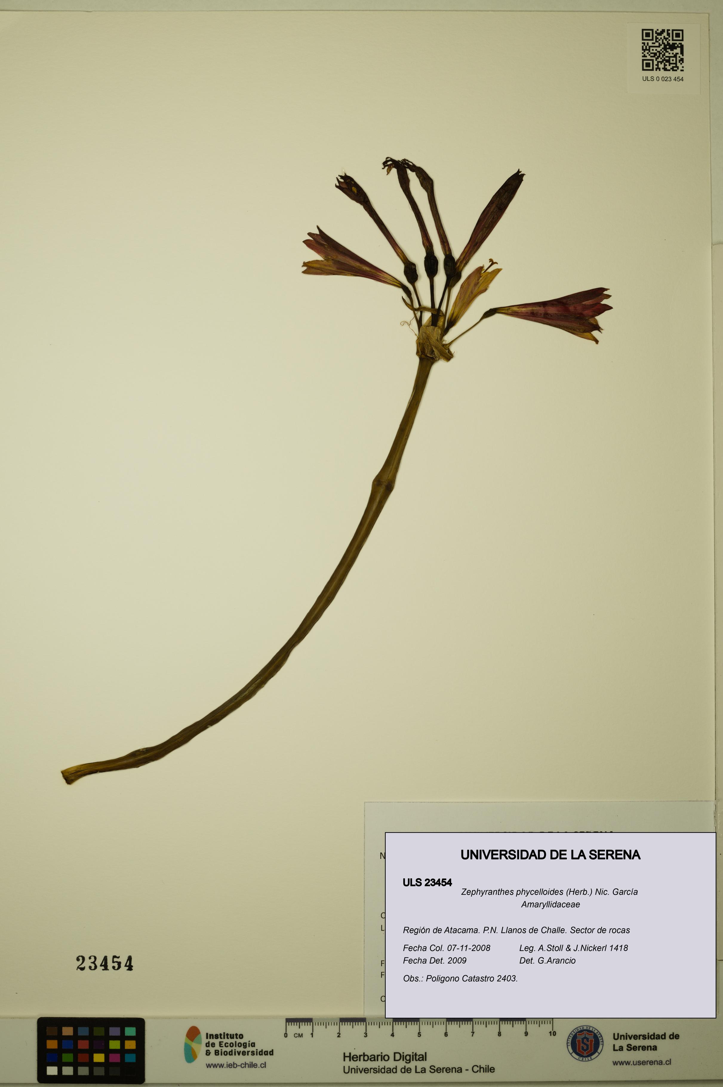 Zephyranthes phycelloides [Espécimen: ULS:ULS:0023454]