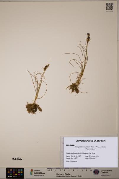 Trichopetalum plumosum [Espécimen: ULS:ULS:0023455]