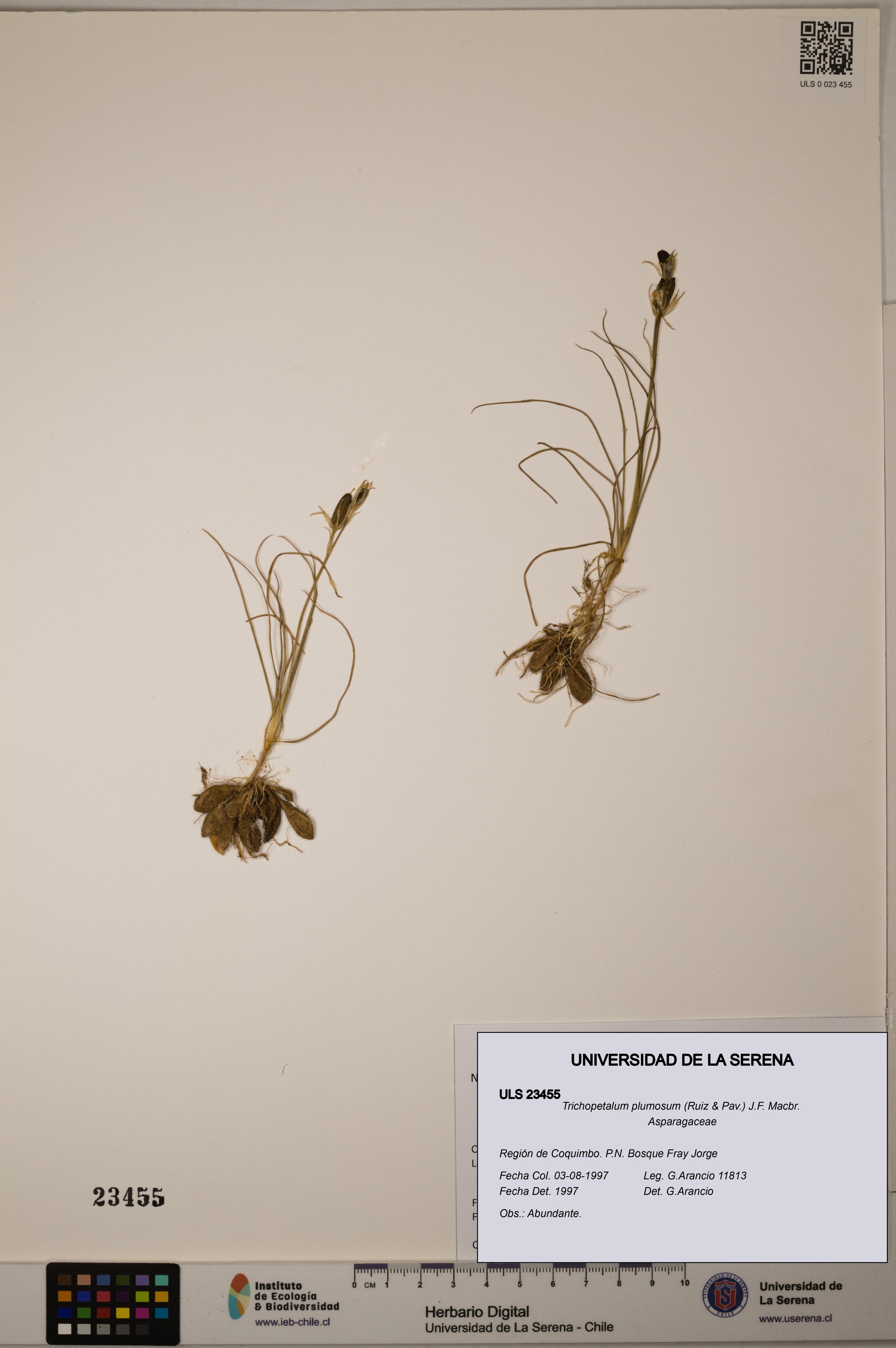 Trichopetalum plumosum [Espécimen: ULS:ULS:0023455]