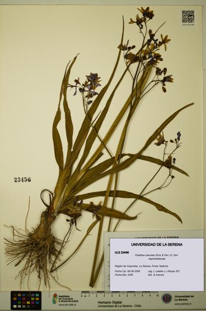 Pasithea caerulea [Espécimen: ULS:ULS:0023456]