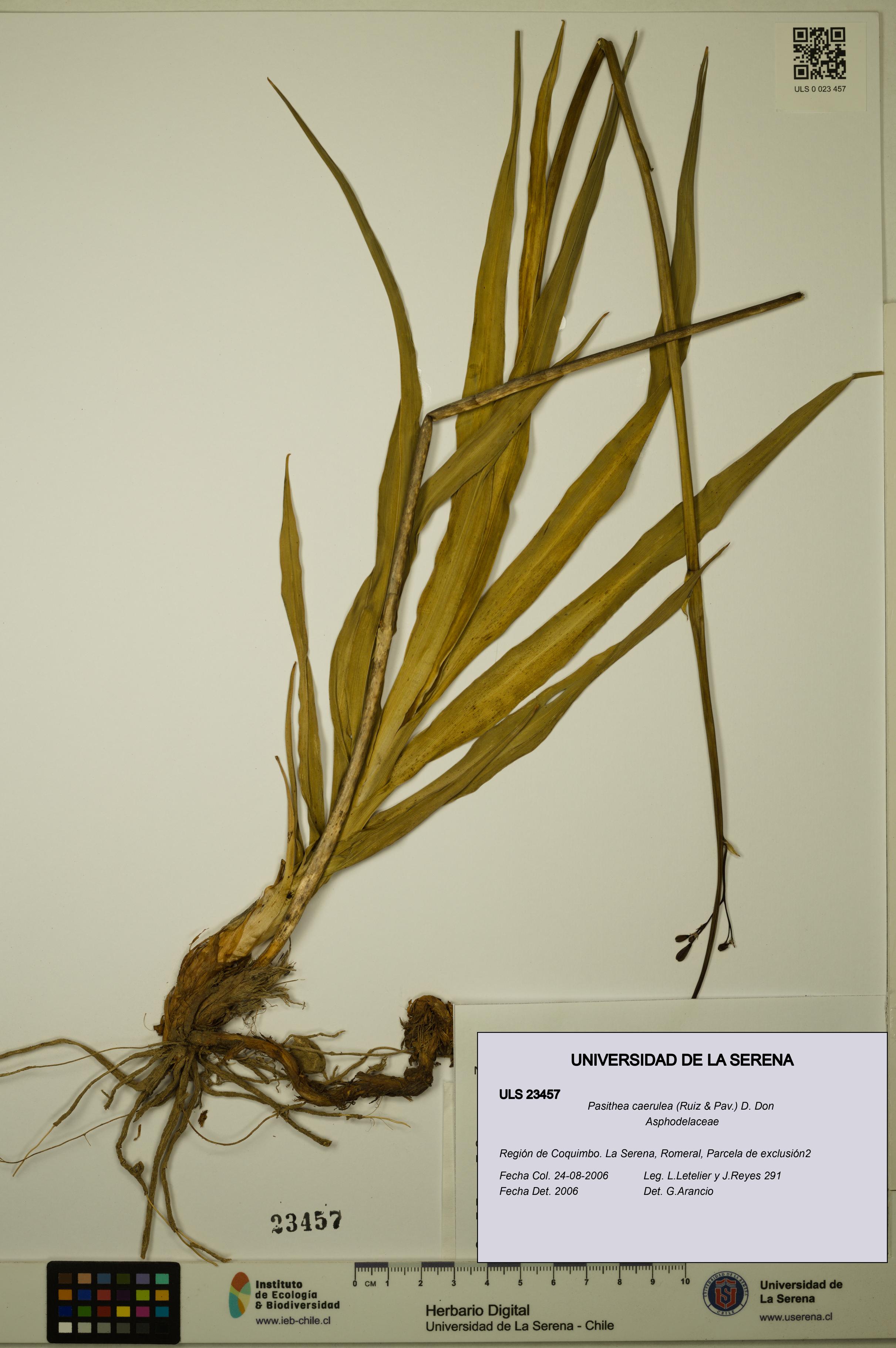 Pasithea caerulea [Espécimen: ULS:ULS:0023457]