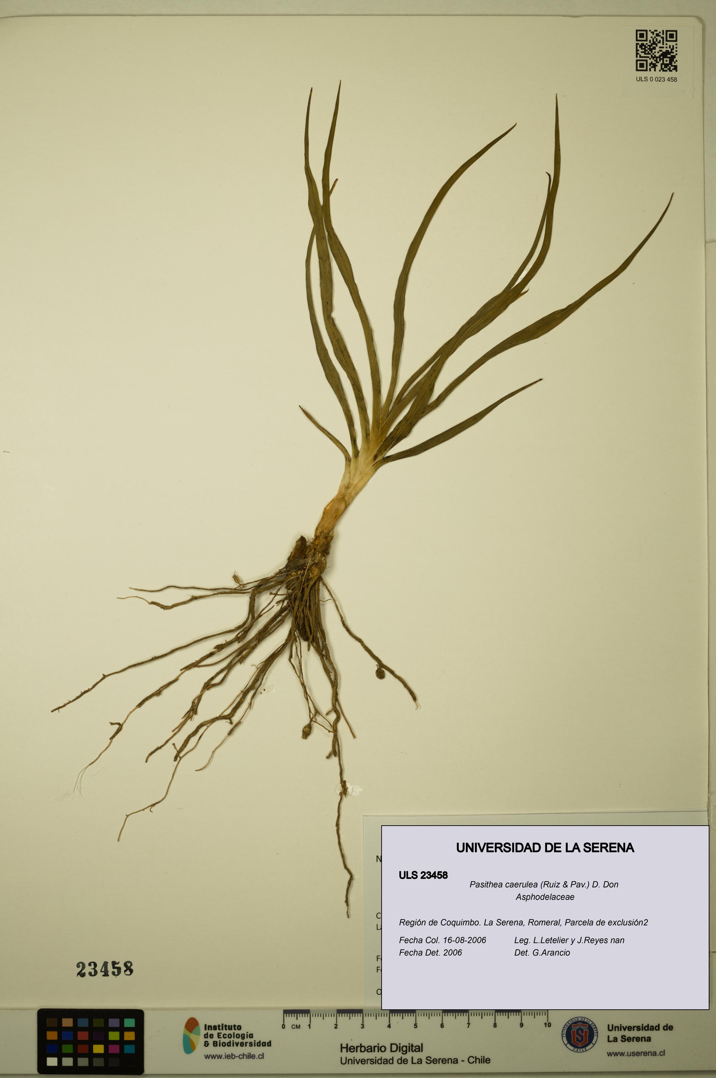 Pasithea caerulea [Espécimen: ULS:ULS:0023458]