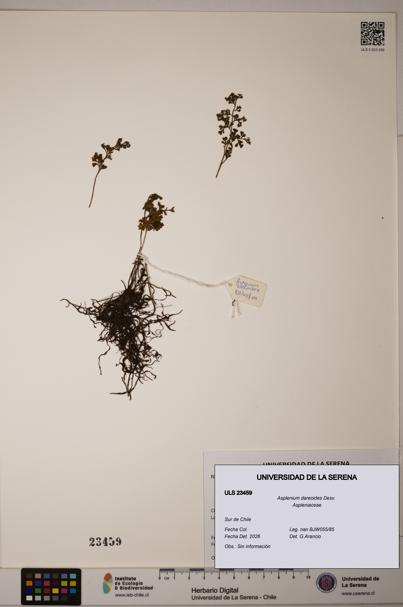 Asplenium dareoides [Espécimen: ULS:ULS:0023459]