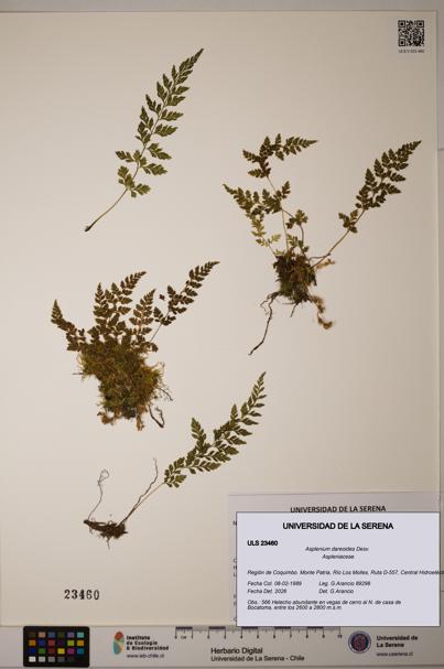Asplenium dareoides [Espécimen: ULS:ULS:0023460]
