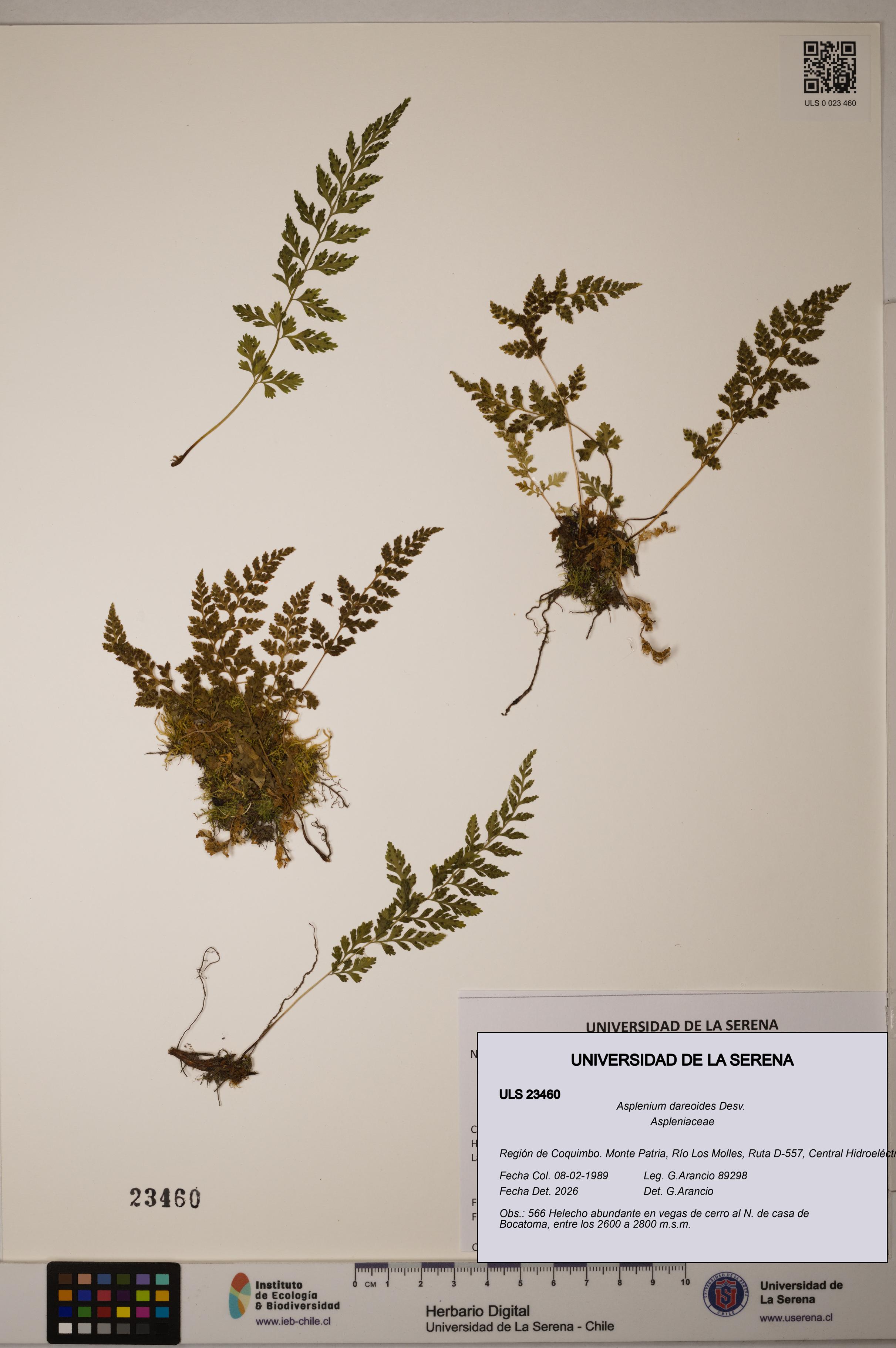 Asplenium dareoides [Espécimen: ULS:ULS:0023460]