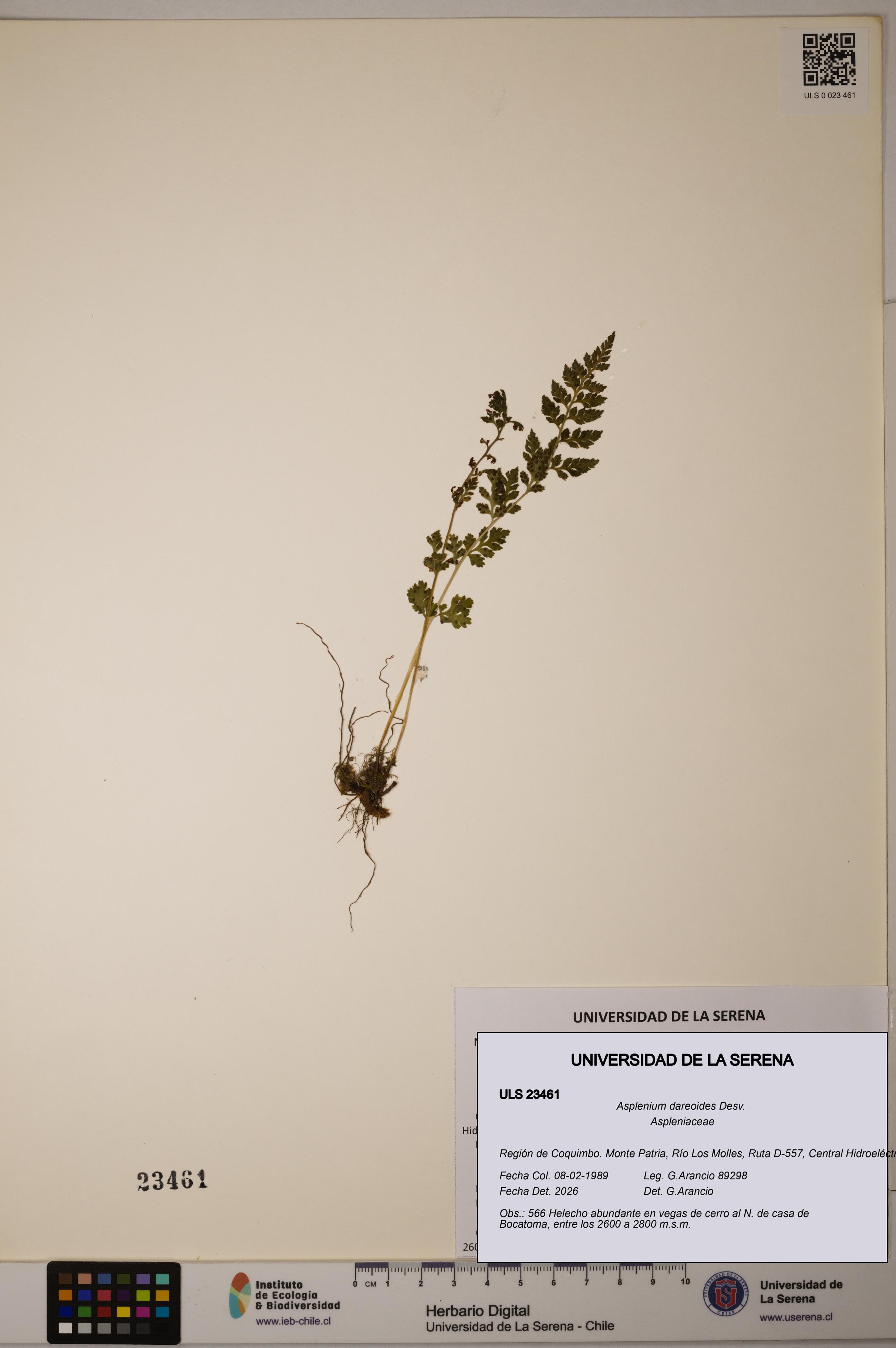 Asplenium dareoides [Espécimen: ULS:ULS:0023461]