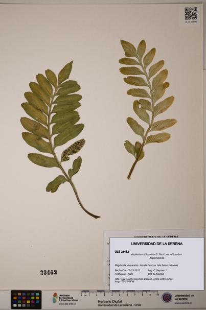 Asplenium obtusatum var. obtusatum [Espécimen: ULS:ULS:0023462]