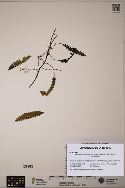 Austroblechnum lechleri [Espécimen: ULS:ULS:0023463]