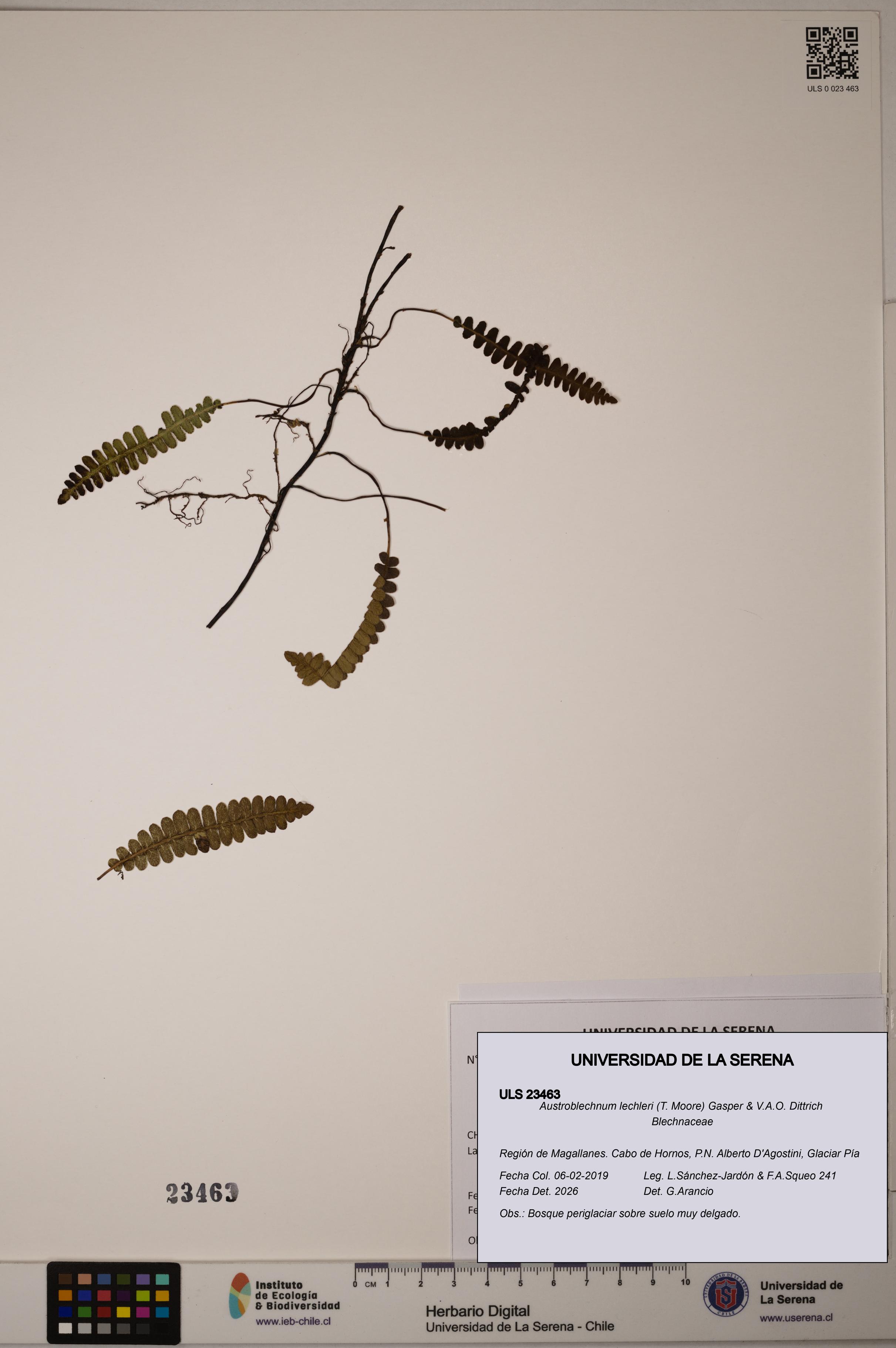 Austroblechnum lechleri [Espécimen: ULS:ULS:0023463]