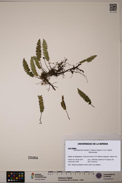 Austroblechnum lechleri [Espécimen: ULS:ULS:0023464]