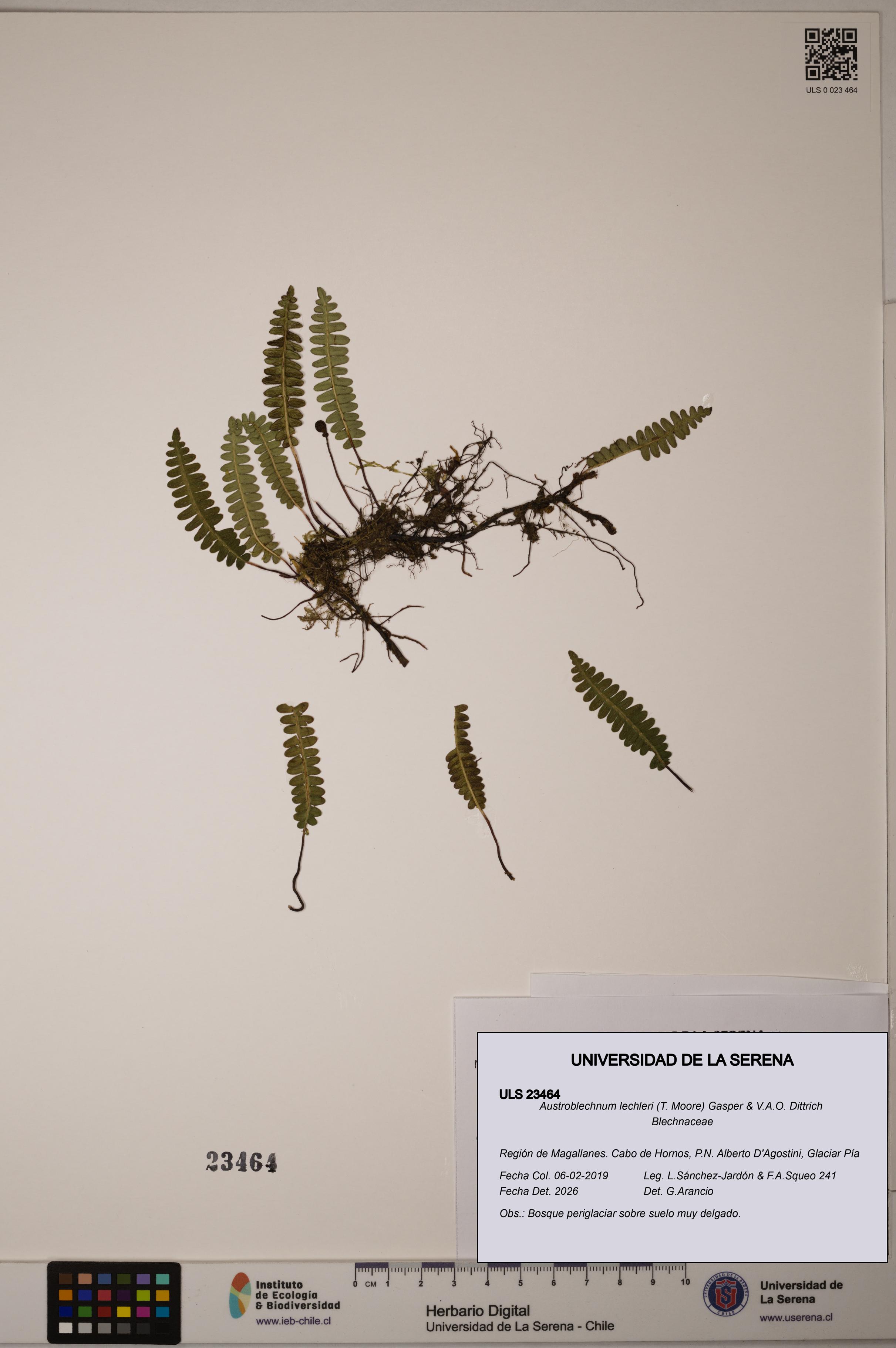 Austroblechnum lechleri [Espécimen: ULS:ULS:0023464]