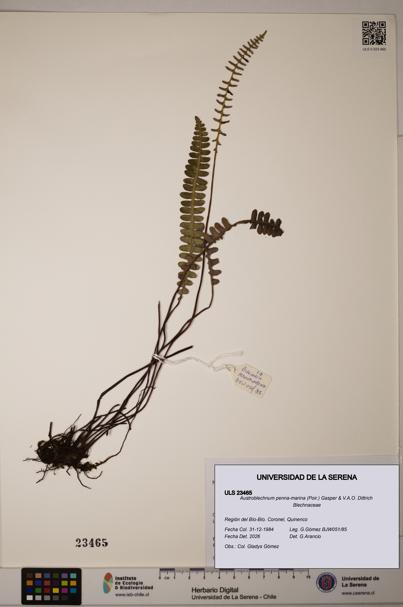 Austroblechnum penna-marina [Espécimen: ULS:ULS:0023465]