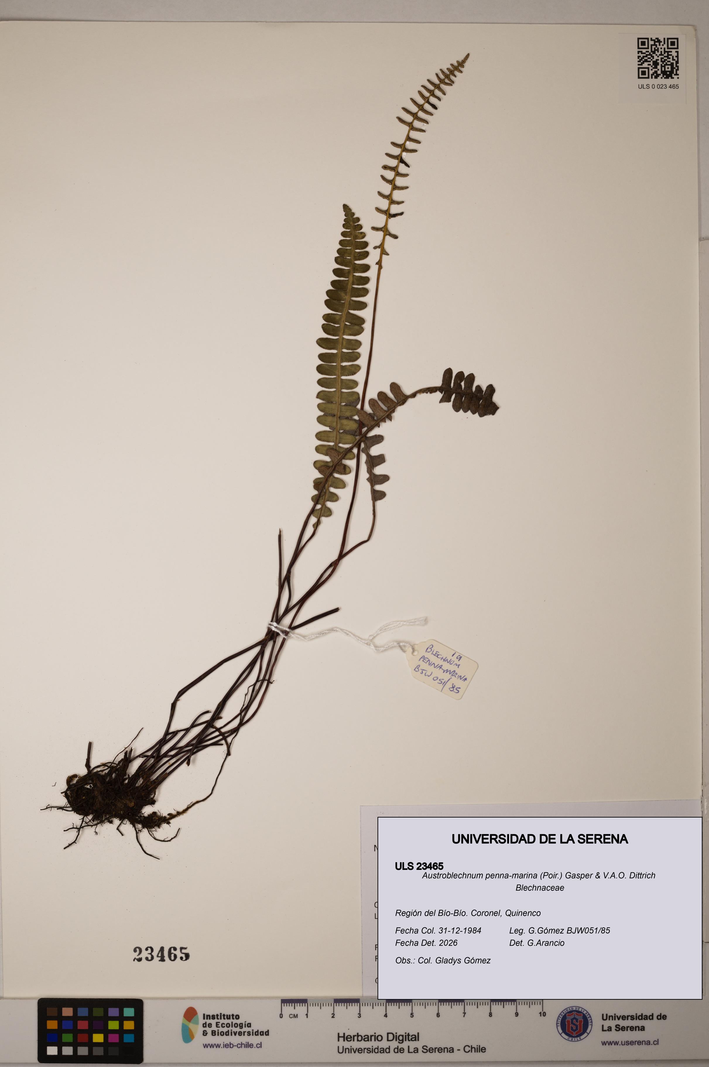 Austroblechnum penna-marina [Espécimen: ULS:ULS:0023465]