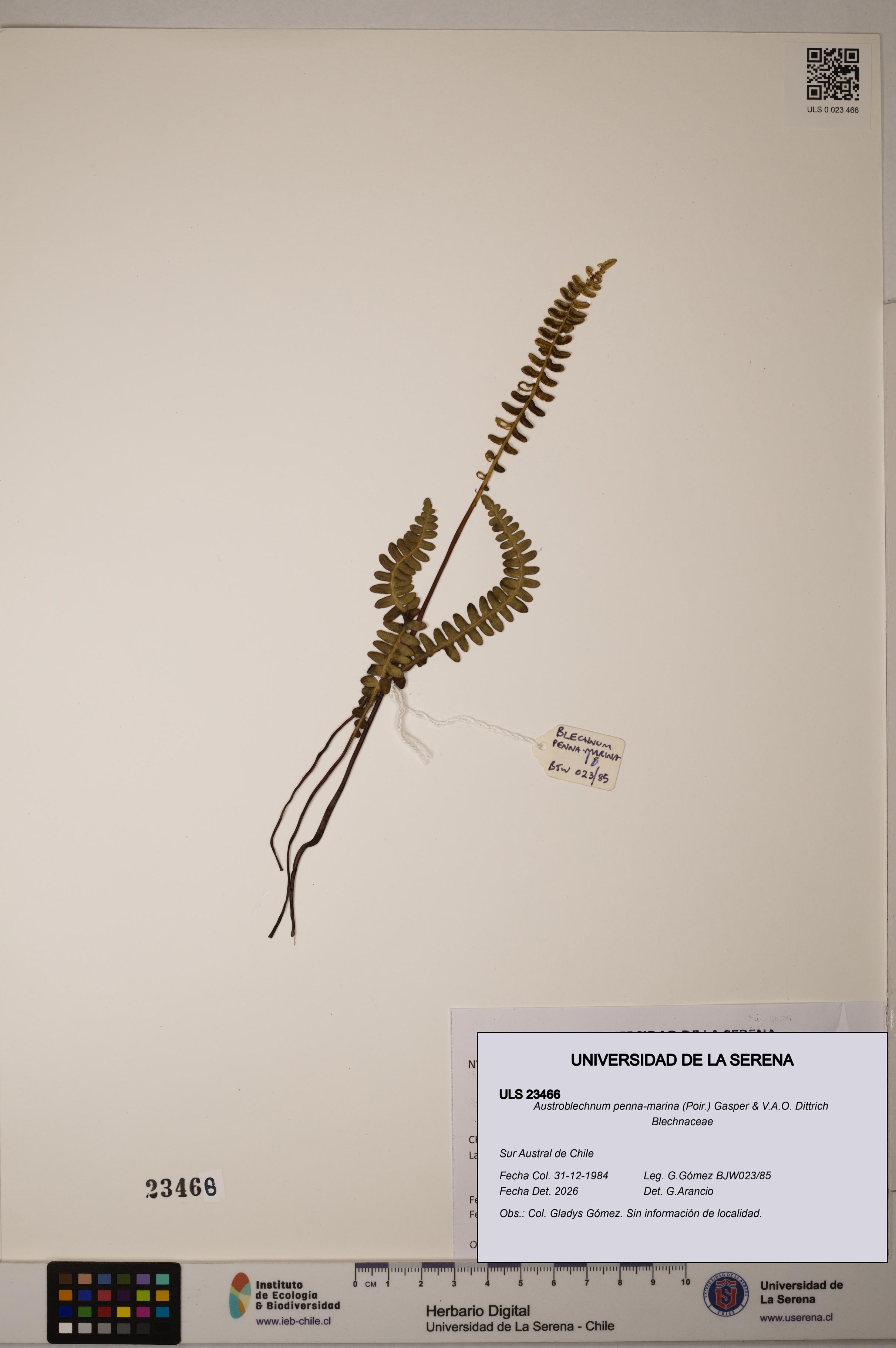Austroblechnum penna-marina [Espécimen: ULS:ULS:0023466]