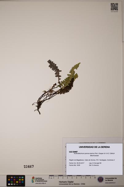 Austroblechnum penna-marina [Espécimen: ULS:ULS:0023467]