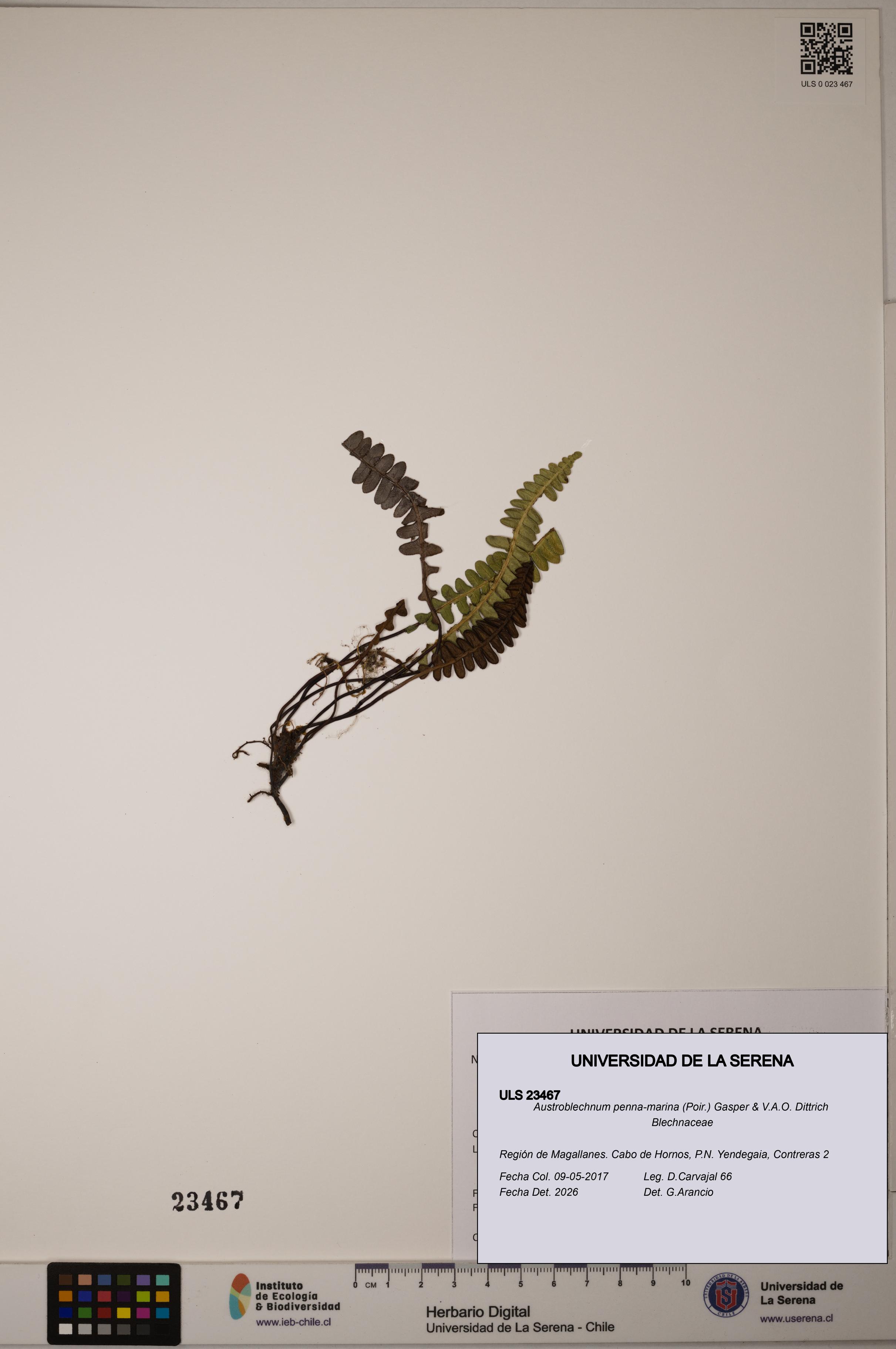 Austroblechnum penna-marina [Espécimen: ULS:ULS:0023467]
