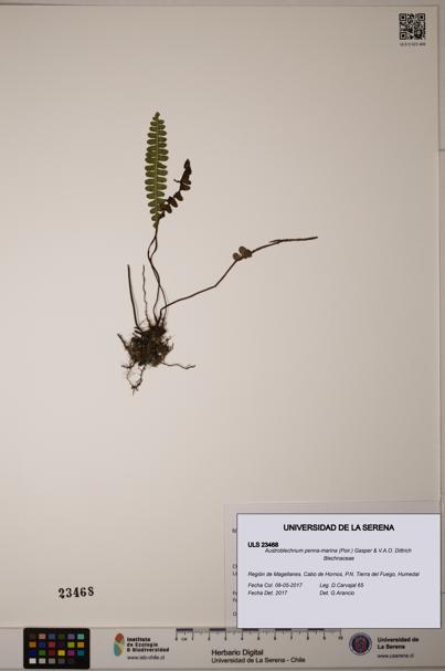 Austroblechnum penna-marina [Espécimen: ULS:ULS:0023468]